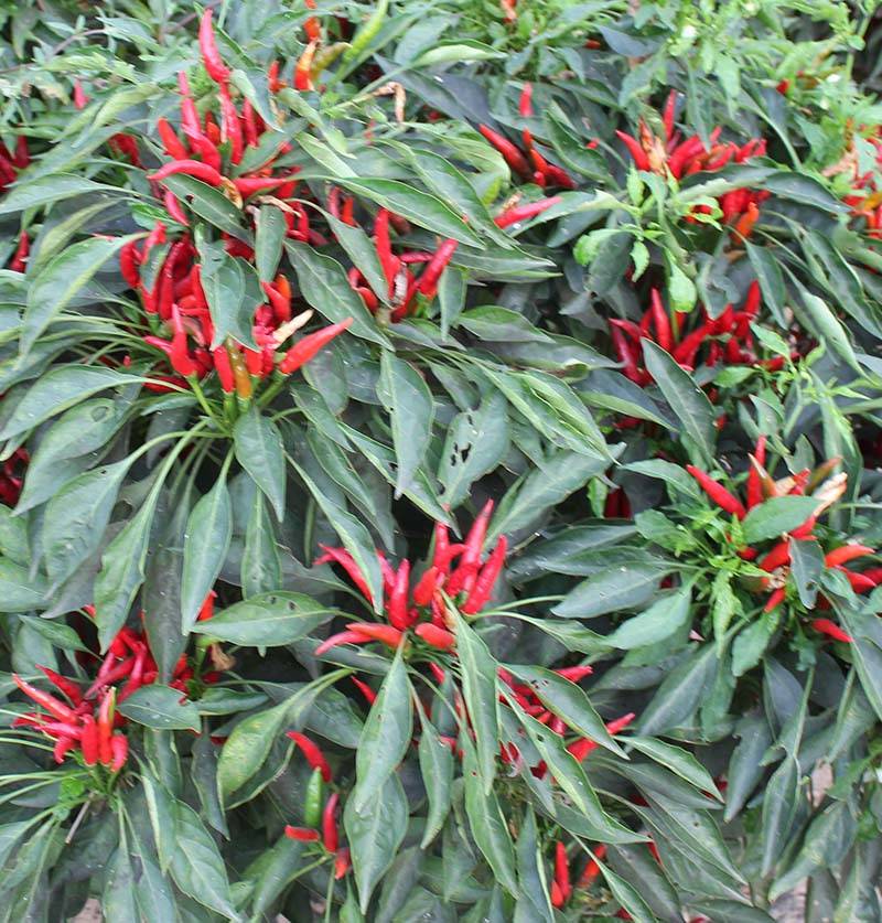 遍地红簇生朝天椒辣椒种子