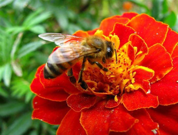 蜜蜂颂歌 文/周延锋现代诗歌美文美图_花男_果宝宝_美的