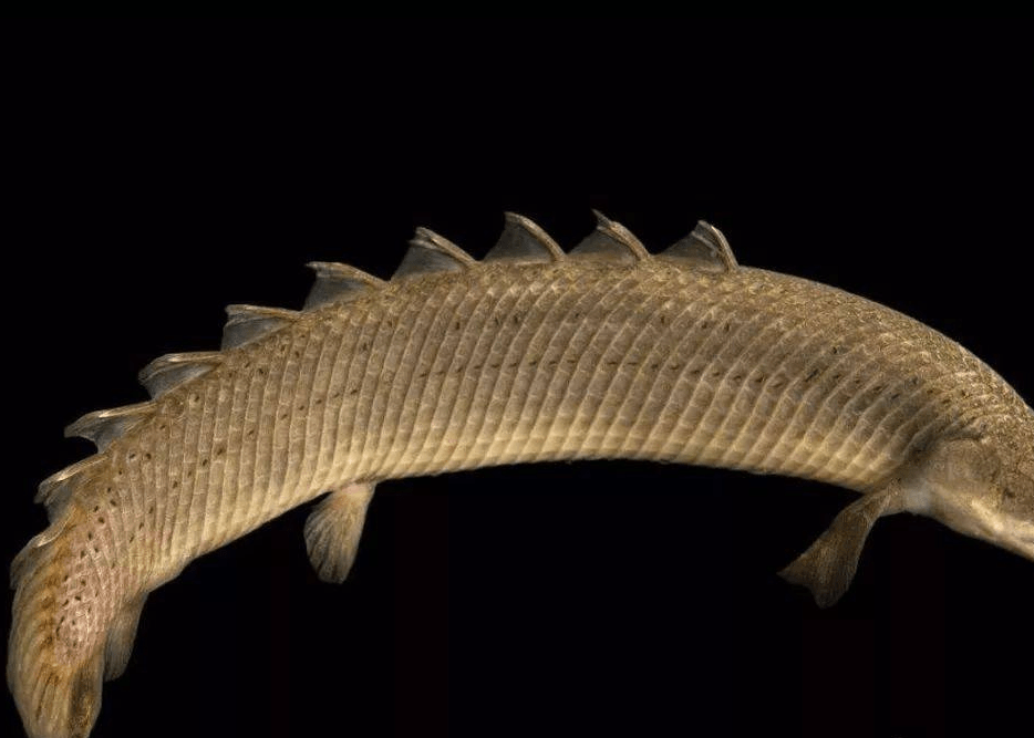 原创塞内加尔多鳍鱼身上长有八个背鳍被人们称为九节龙