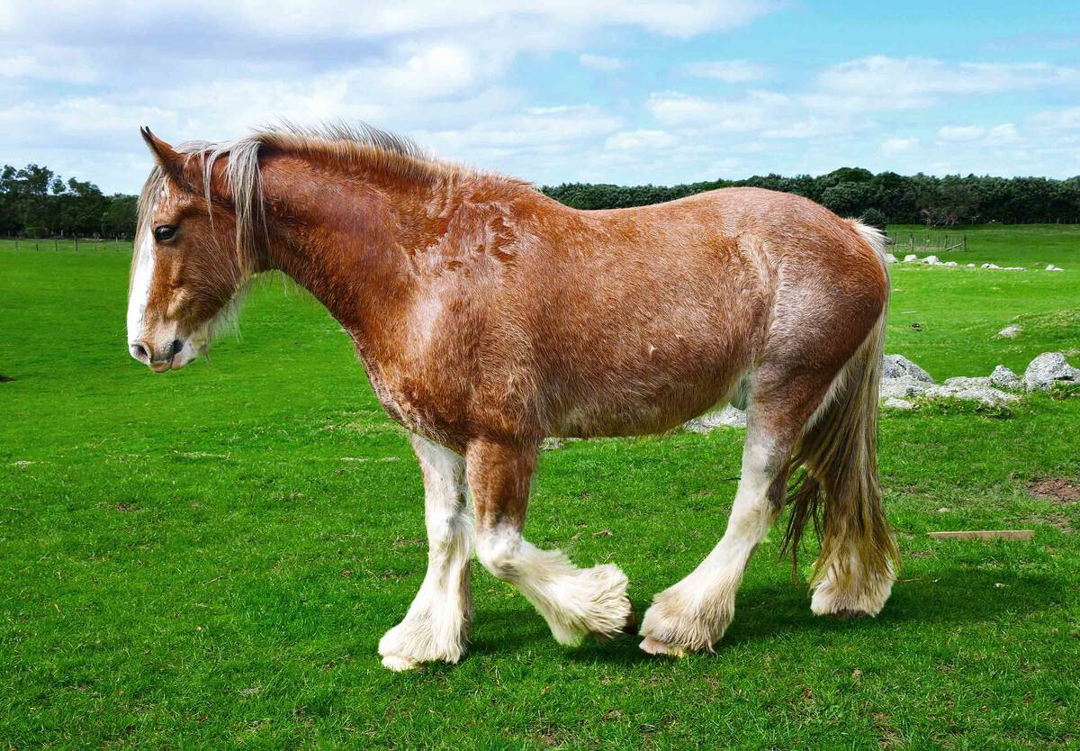 和大象一样大的马外形优雅高贵还力大无穷点开文章了解它的故事