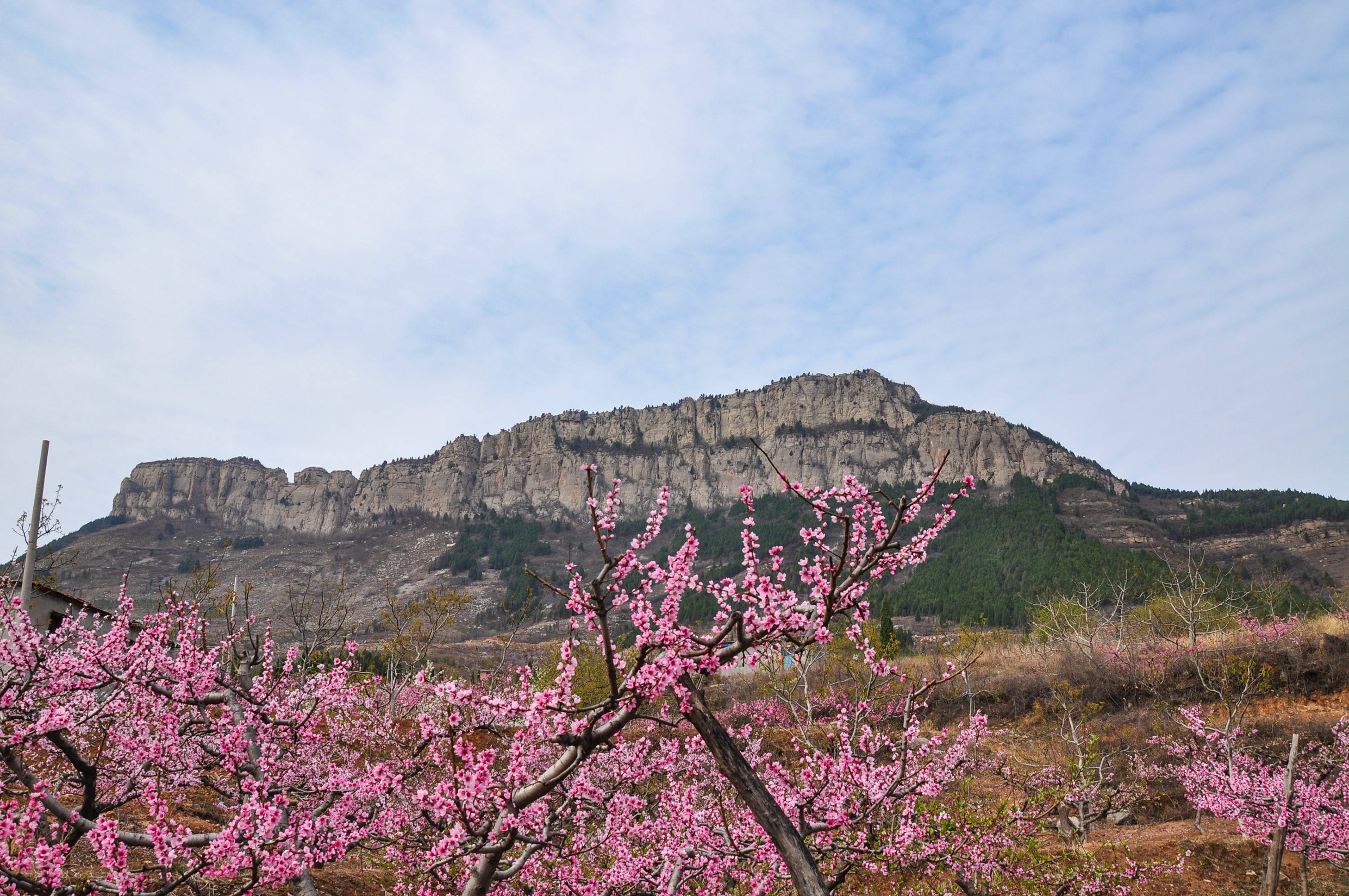 村和馬東村,登山一般從馬東村,道路雖然狹窄,但可以行車,經過萬畝桃園