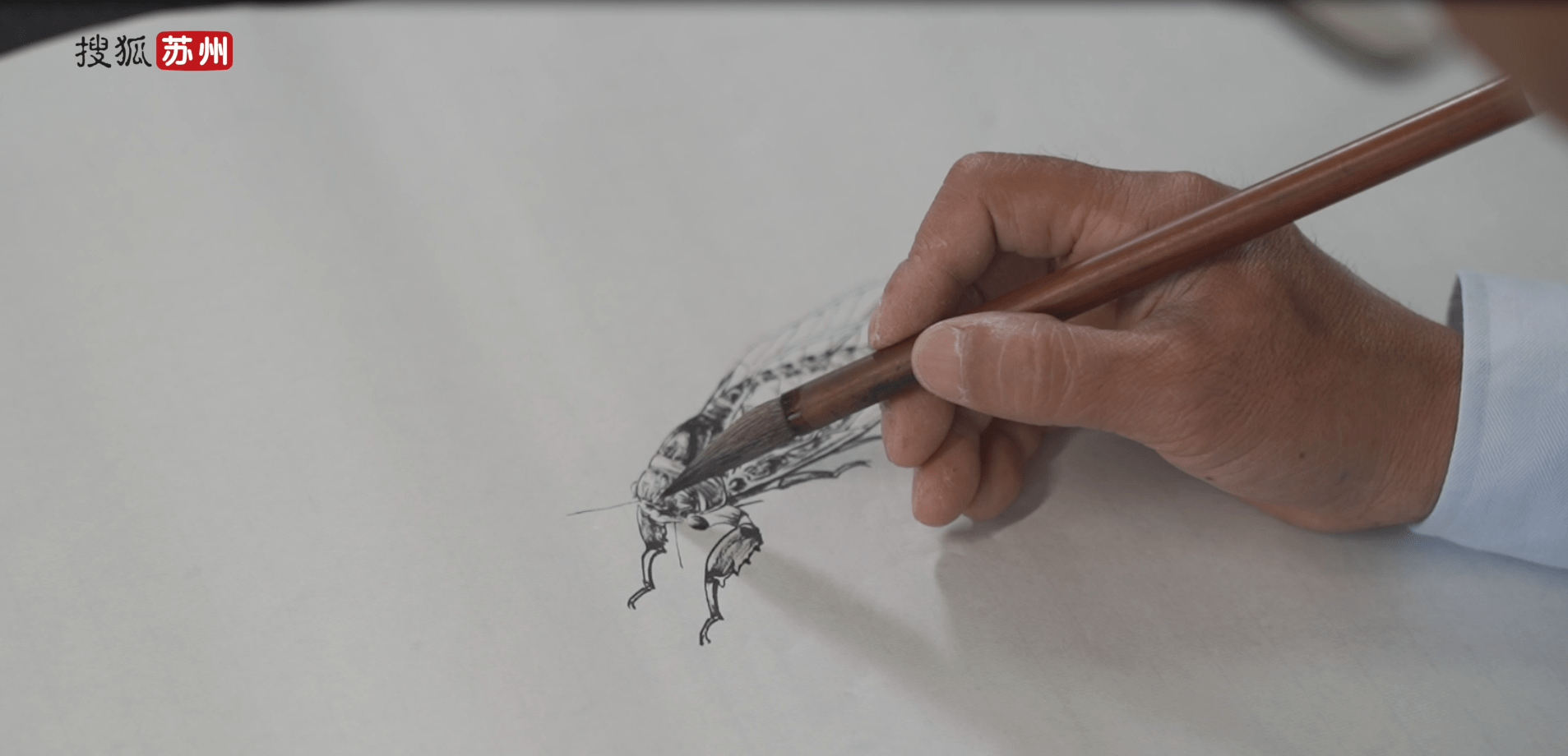 走近"江南画蝉人"陈志伟:与蝉结缘,伏案数年,一朝放声_先生_文化_访谈
