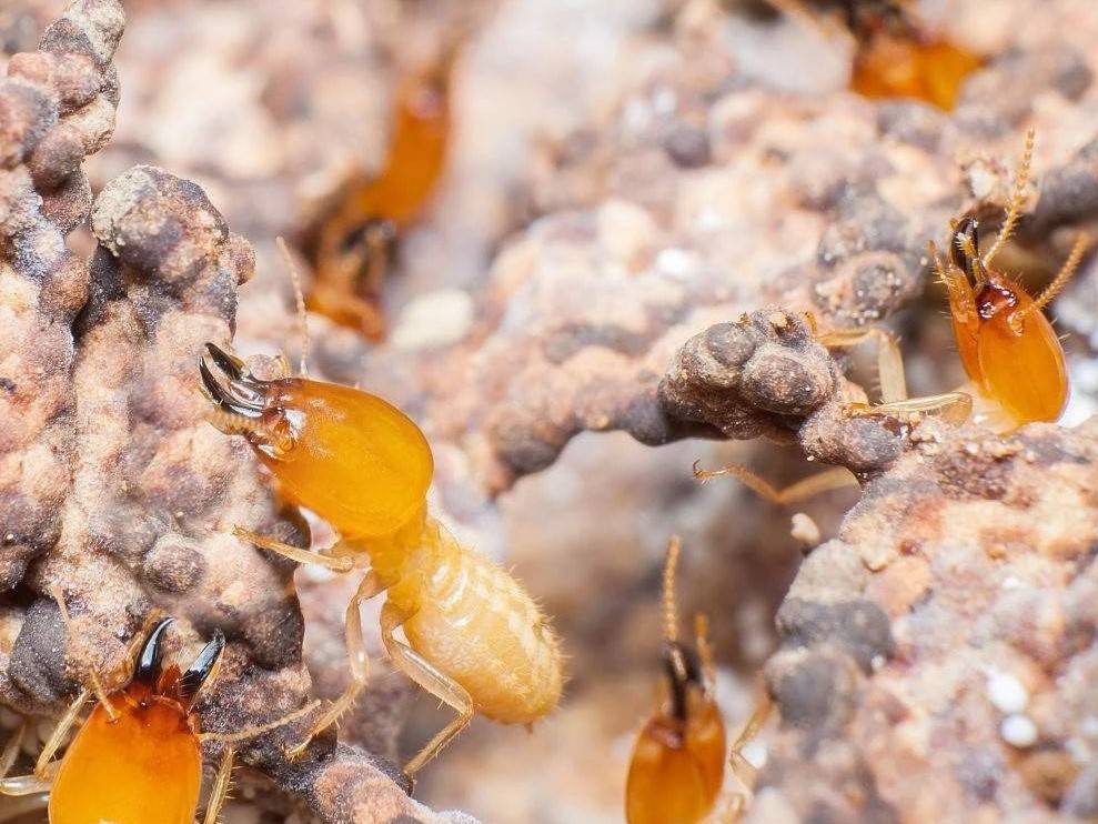 在广州除白蚁,灭飞白蚁方法,广州家里除白蚁干净无毒