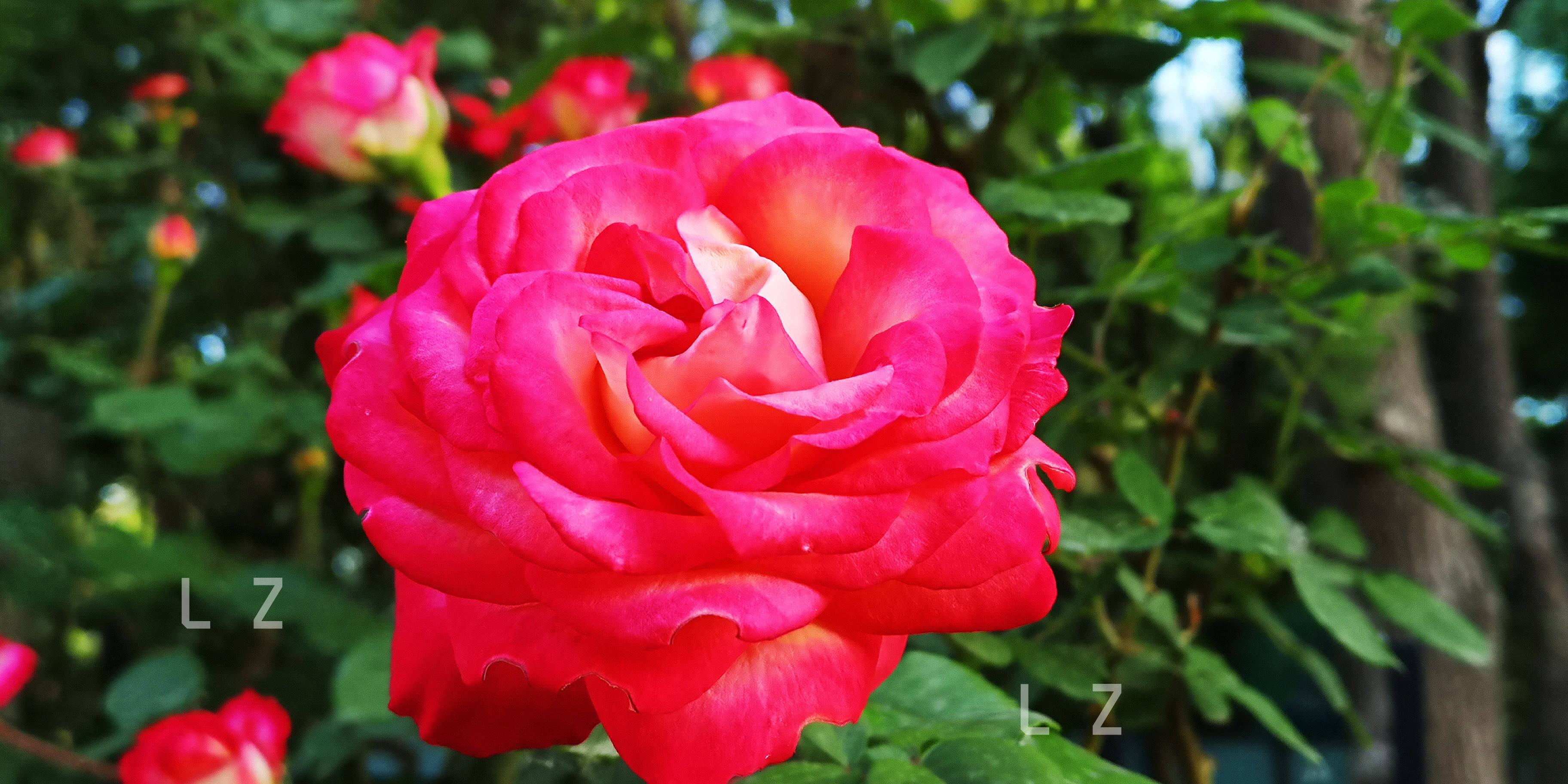 沈阳市周边月季花基地