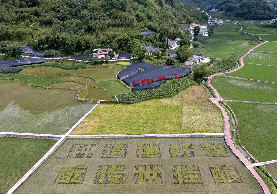 创建天府旅游名县:兴文县水泸坝现代农业公园风景秀美_五粮液_刘国兴