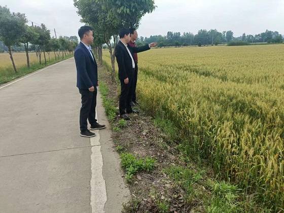 安徽舒城县干汊河镇：“四到位”禁止毁麦事件发生 确保夏粮颗粒归仓