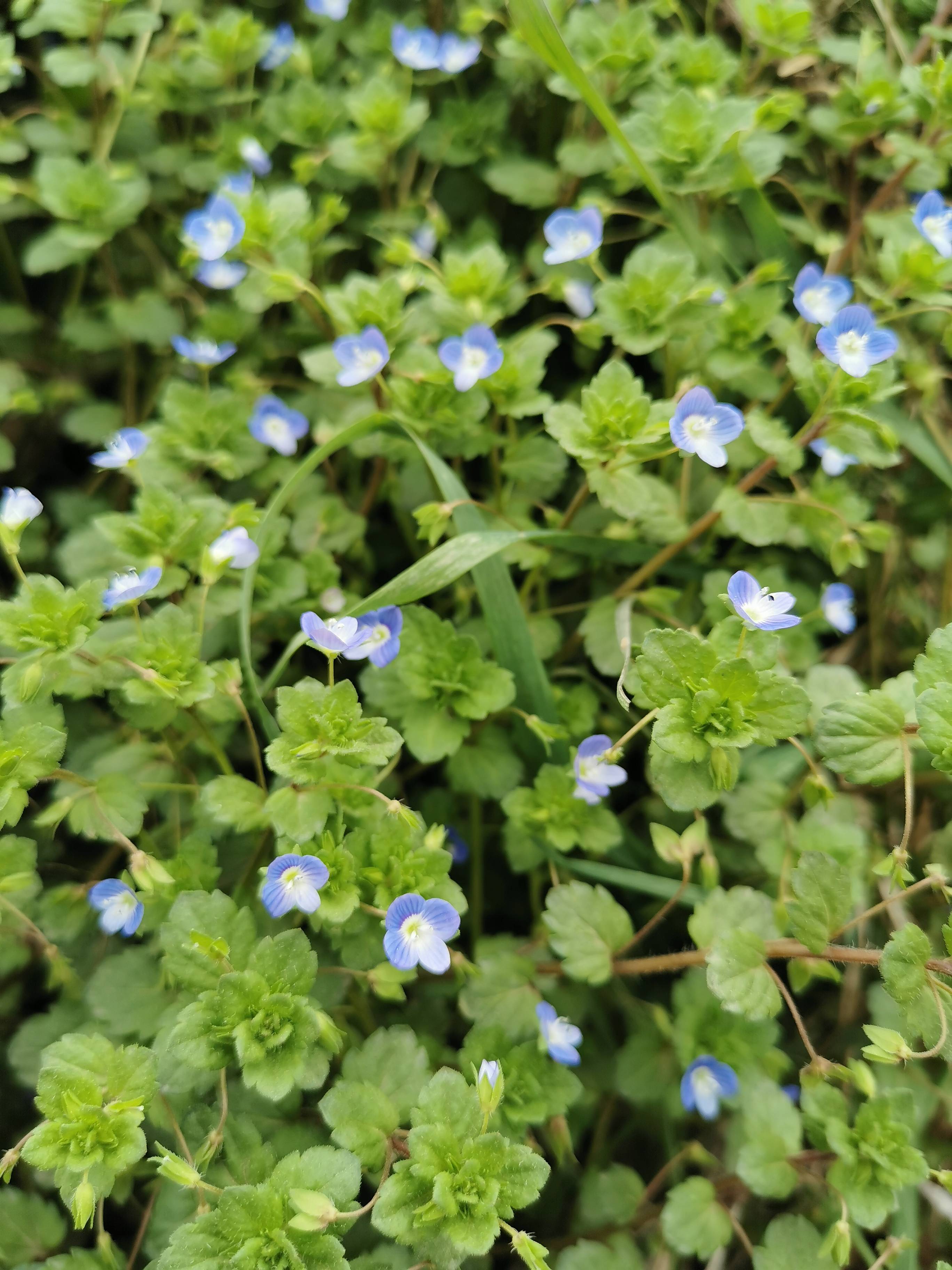 这种小蓝花