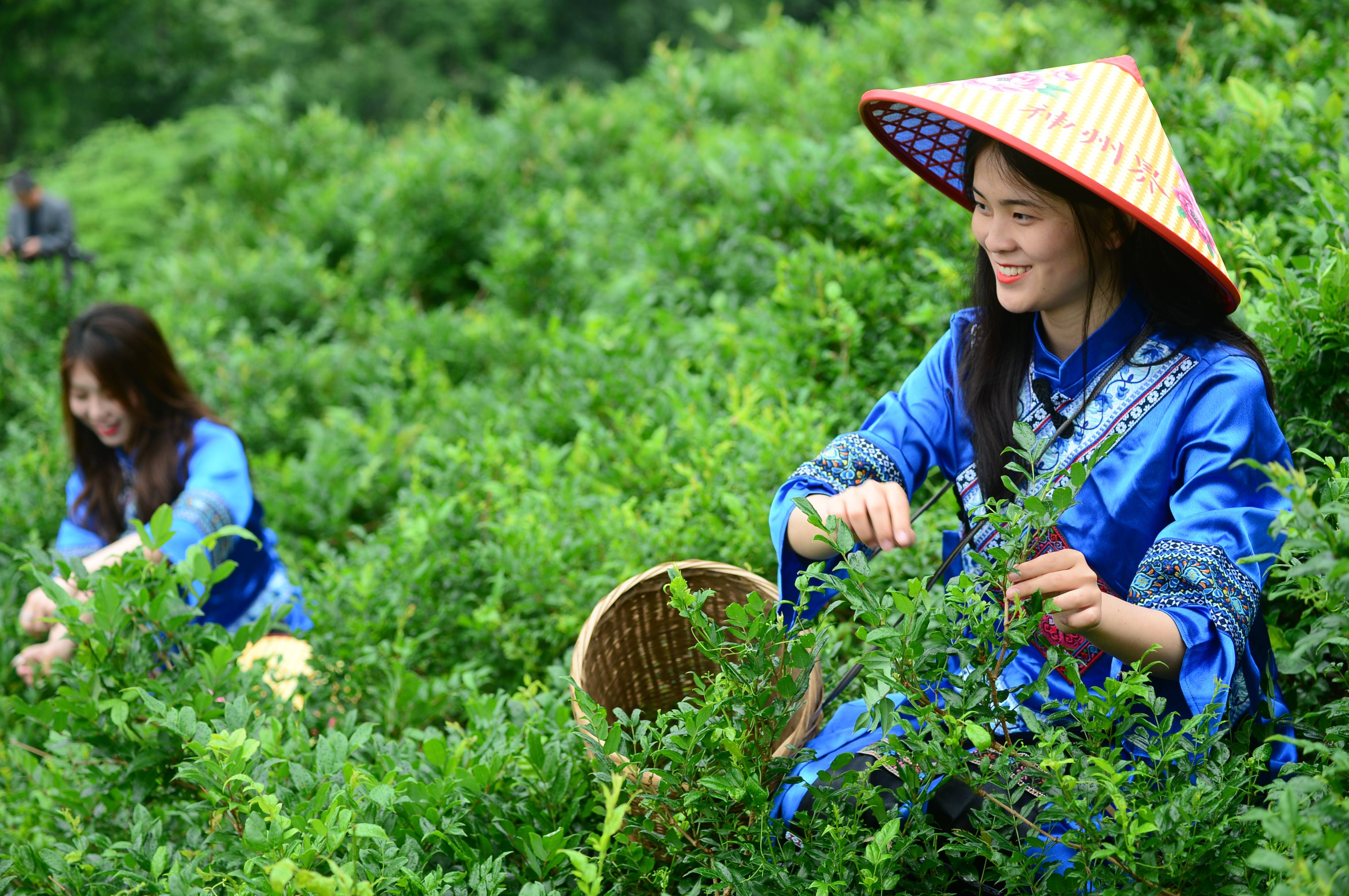 张家界60名摄影人寻找最"莓"瞬间(组图)_州界_茶园_被称为