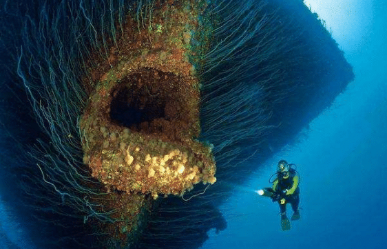 海底一万米有什么生物图片