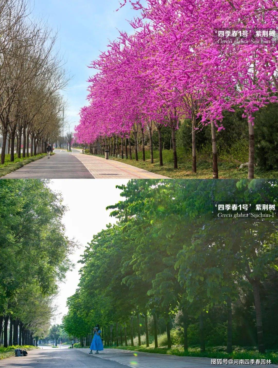 四季春1号紫荆树的春与夏