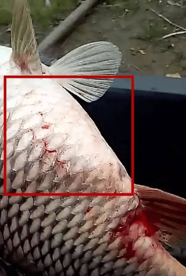 水产养殖中常见鱼病的防治常识_全池_鱼体色_治疗