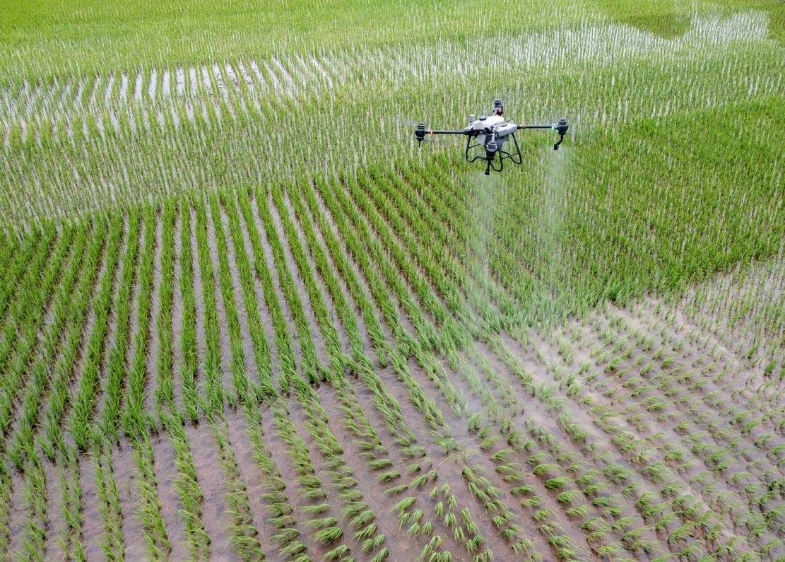 四川仁寿无人机喷打农药保丰收