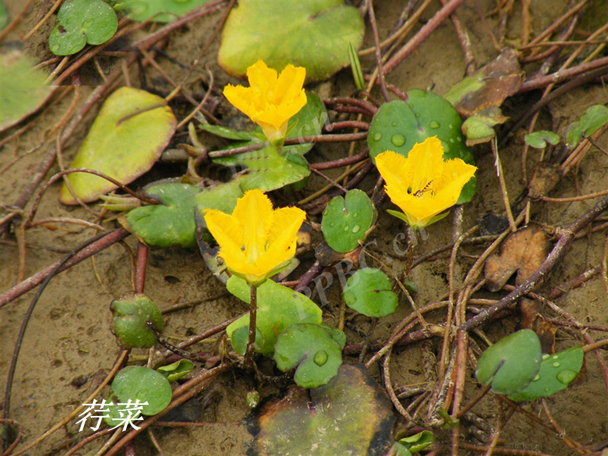 荇菜是一种水生漂浮植物,别称众多,例如,莕,接余,凫葵,莲叶莕菜,驴蹄
