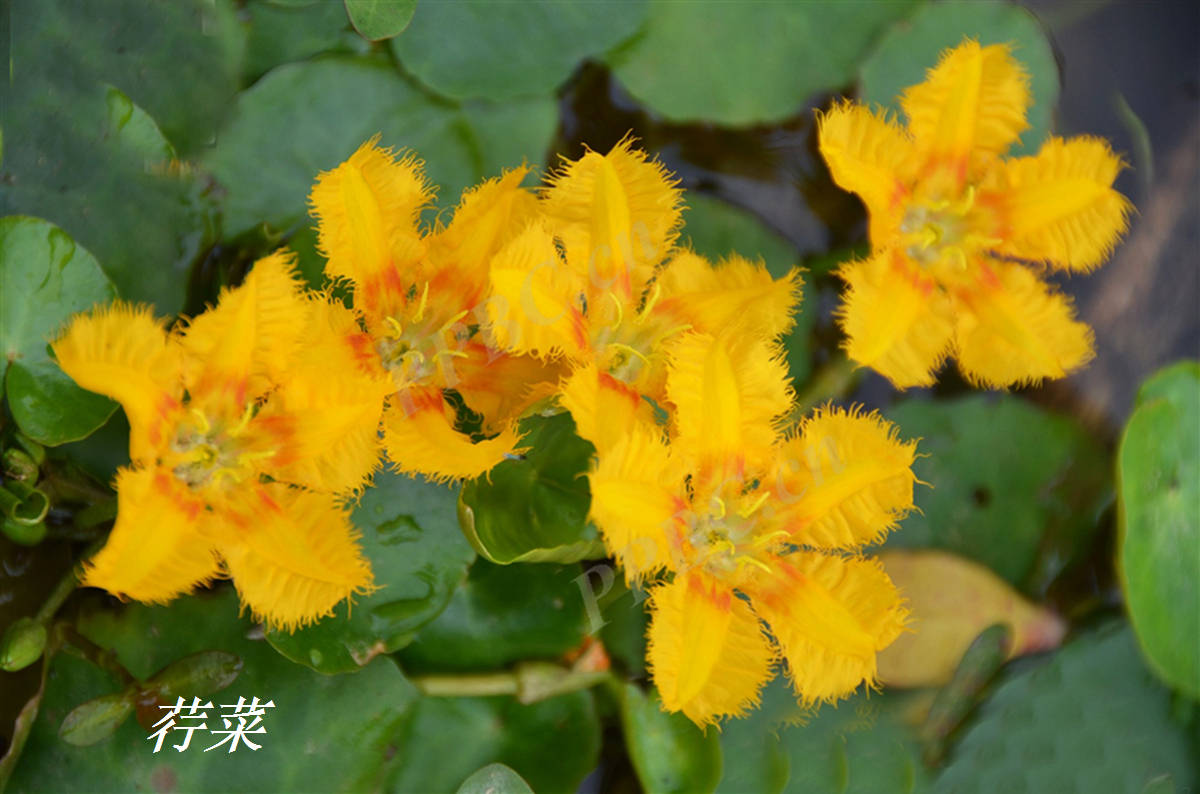 荇菜是一种水生漂浮植物,别称众多,例如,莕,接余,凫葵,莲叶莕菜,驴蹄