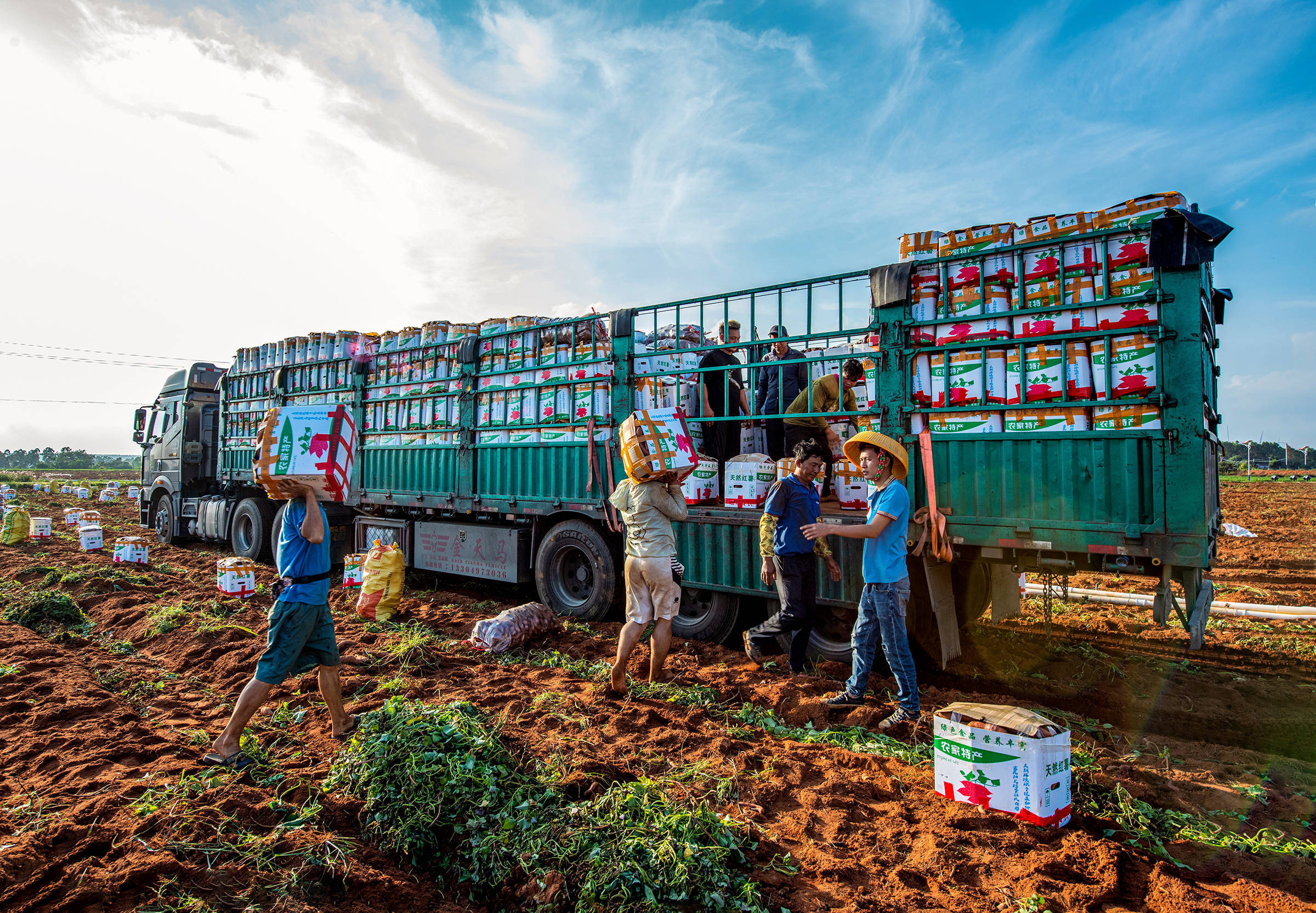 抒写绿色文章酿造幸福生活番薯王子1000亩小红薯喜获丰收