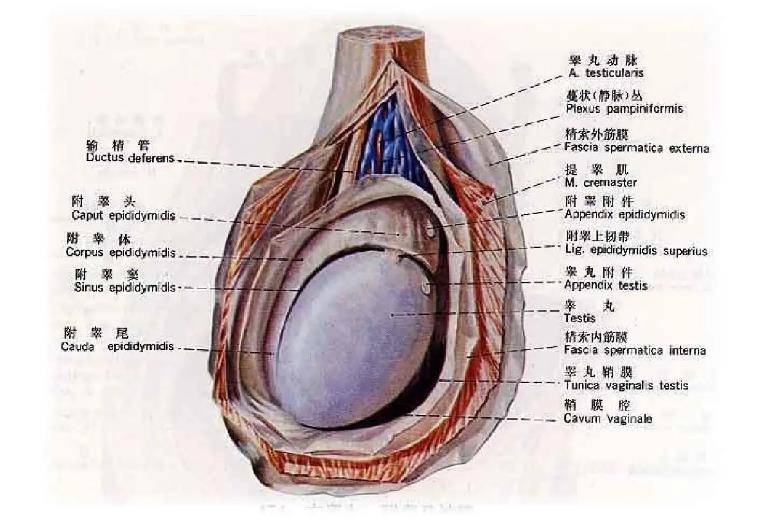 女性正常的阴囊外观图片