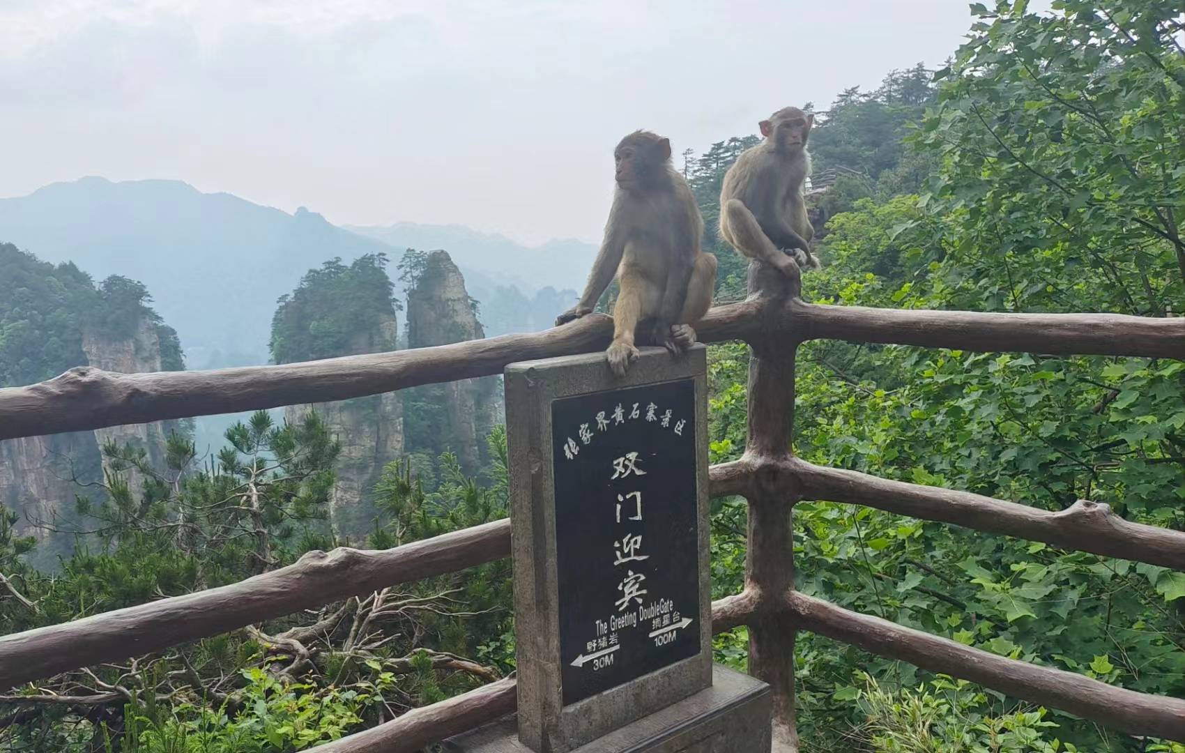 用营销思维破解张家界景区猴患治理难题的路径探索 