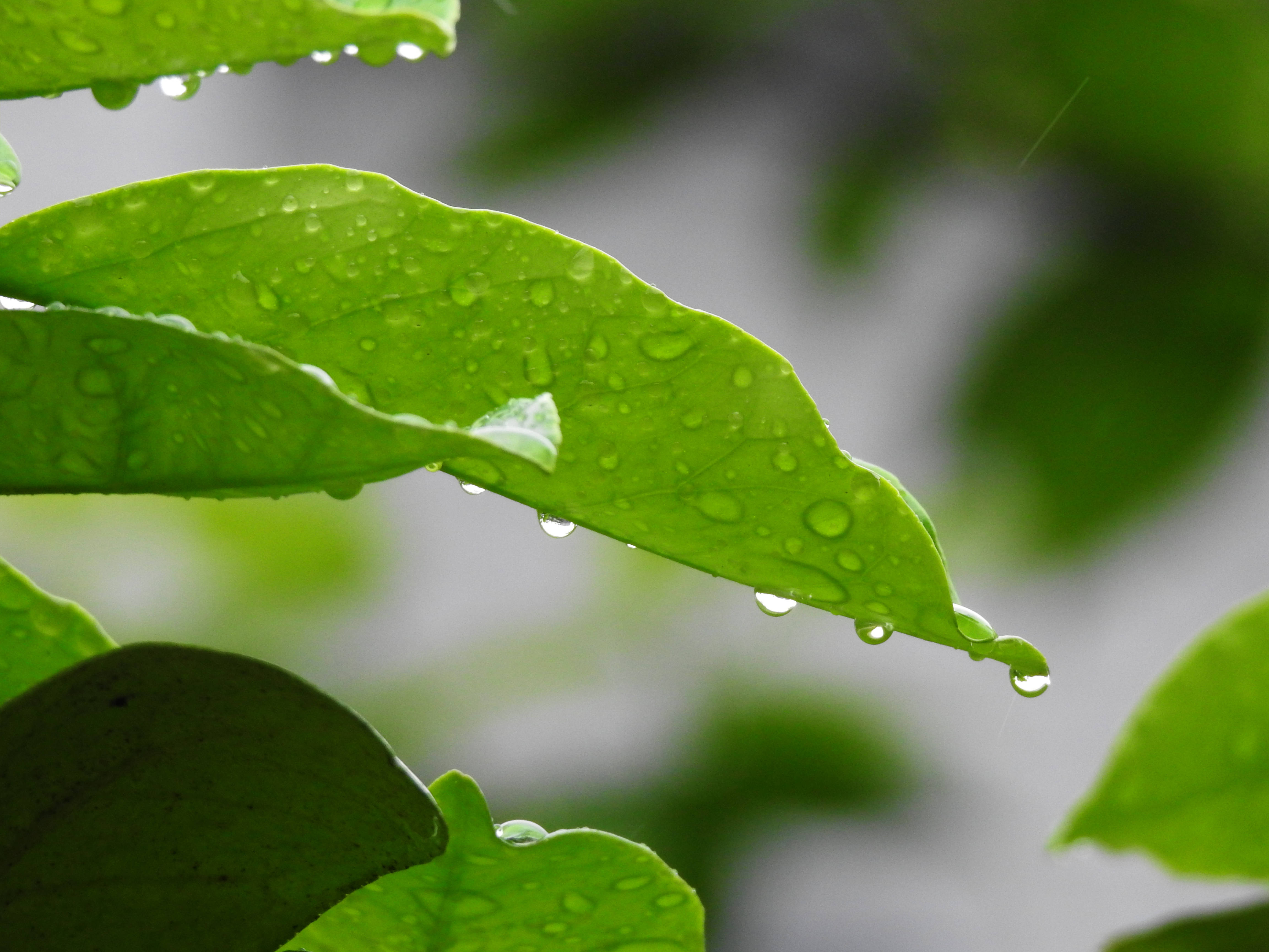 雨水树叶图片图片