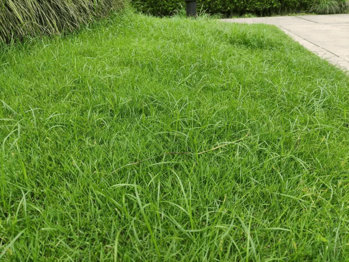 草坪夏季常见杂草及防除要点