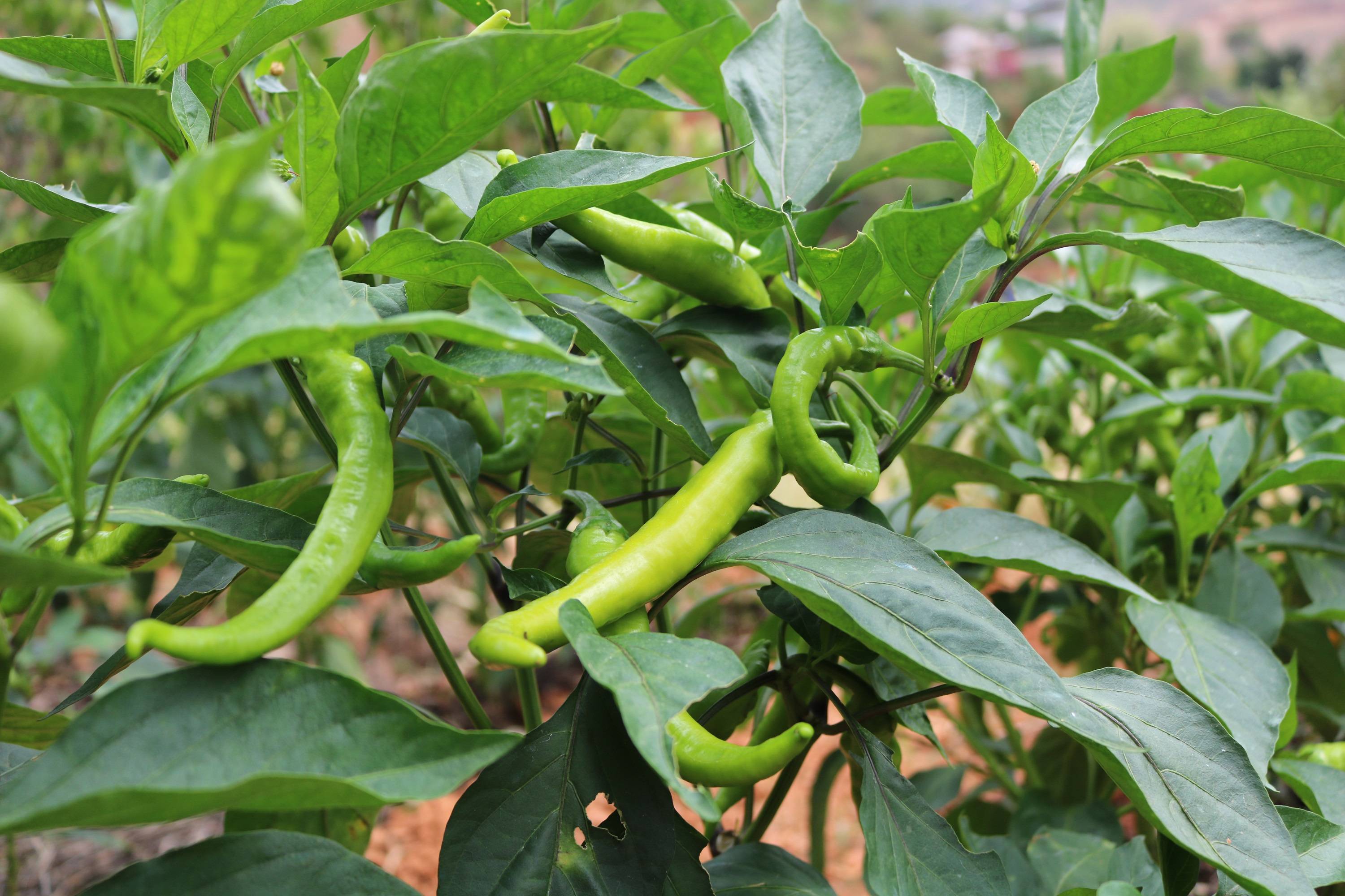 云南南华红土坡瓜果飘香蔬菜鲜