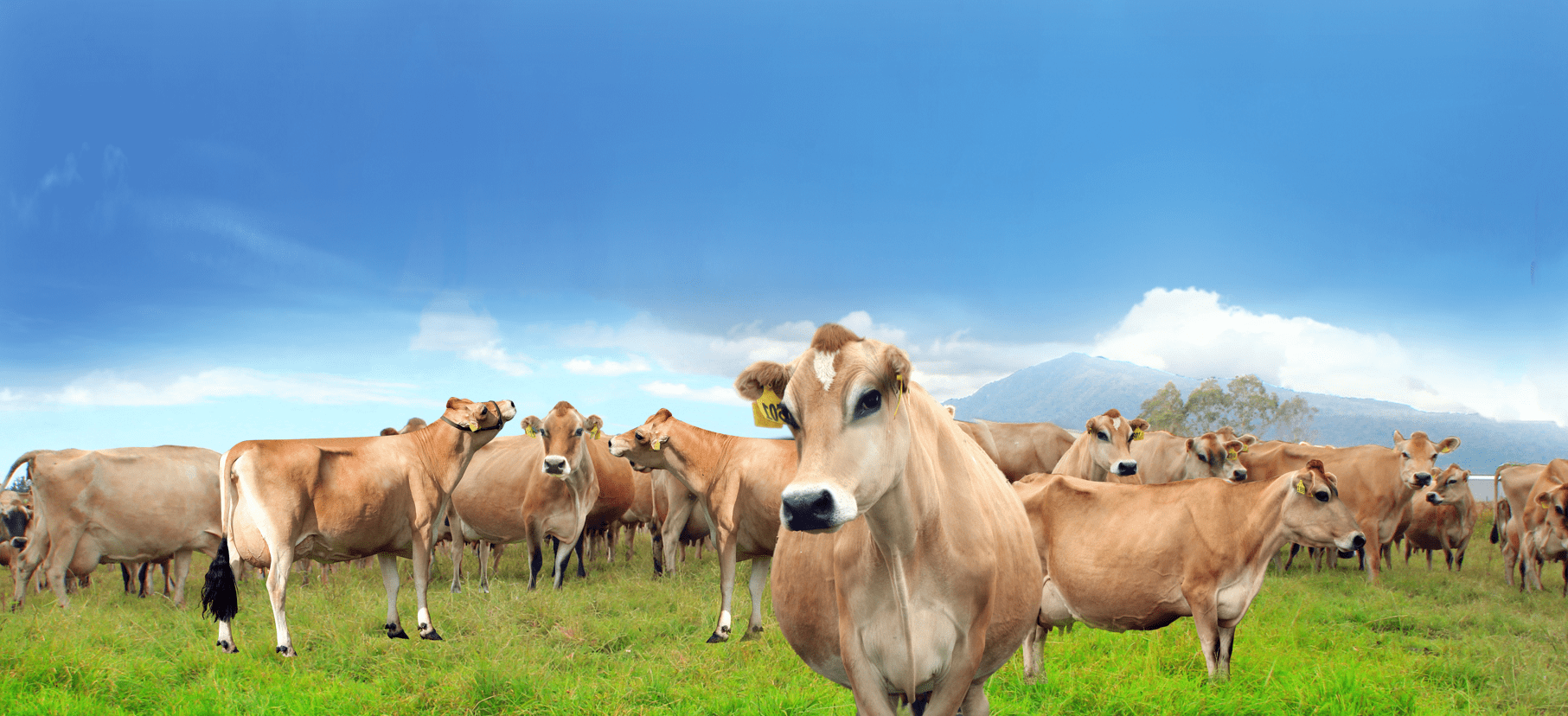 据了解,早在2010年,辉山乳业就开始引进第一批种系纯正的娟姗牛,十年