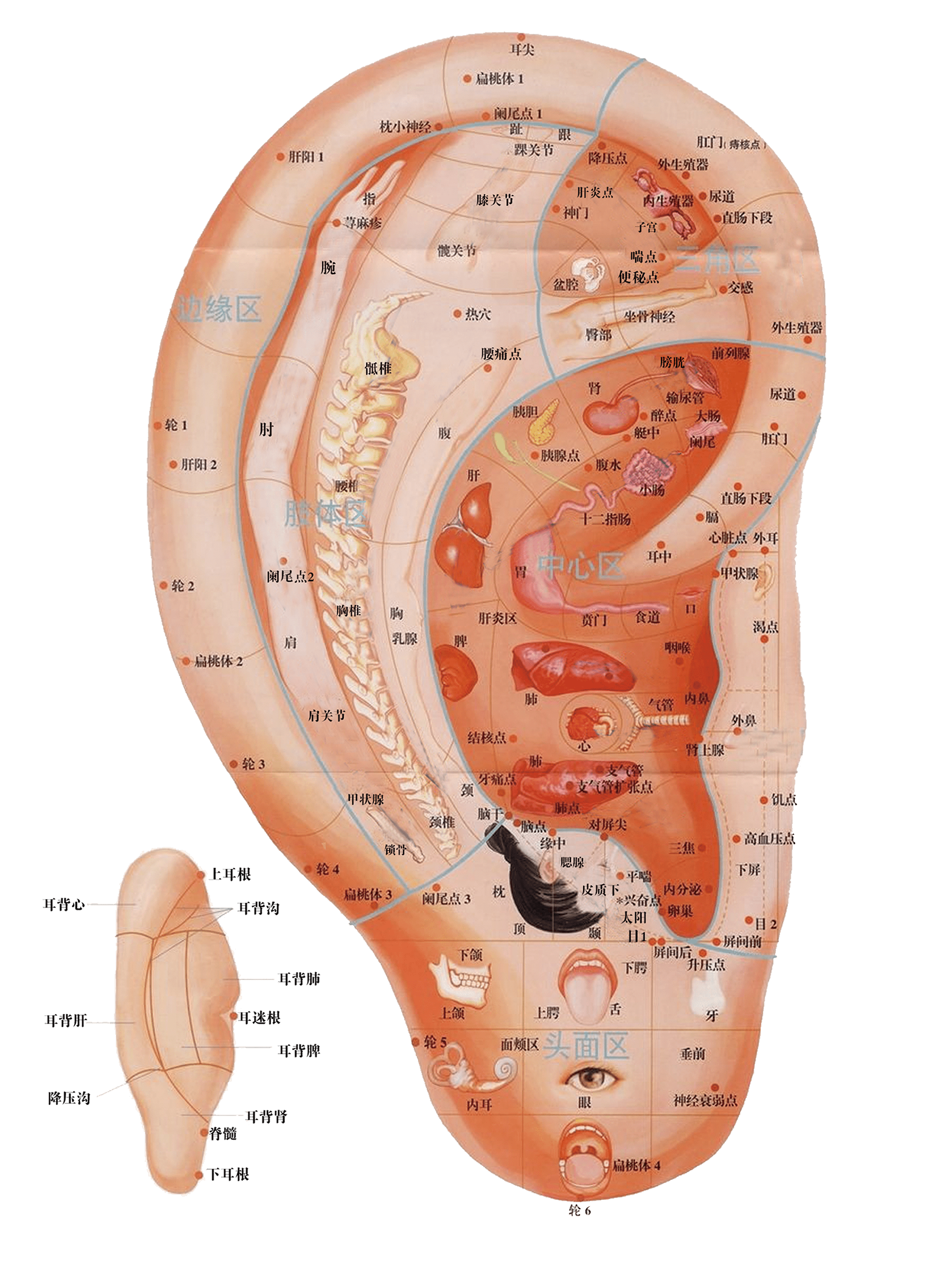 耳朵的经络分布示意图图片