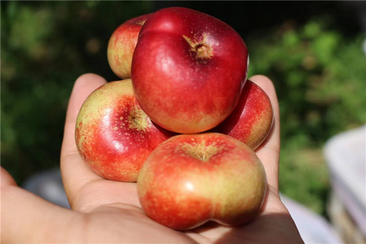 纽扣油蟠桃又叫明月油蟠桃_品种_全红_单果