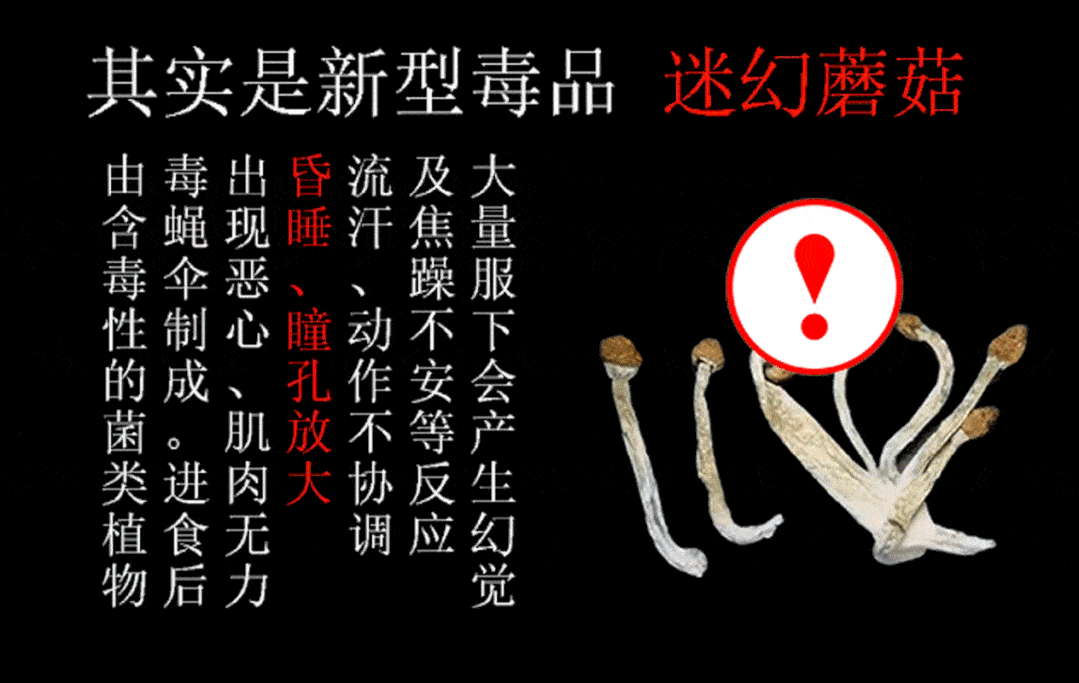 恶心,肌肉无力,昏睡及焦虑不安等反应;如大量食用,会产生持续的幻觉