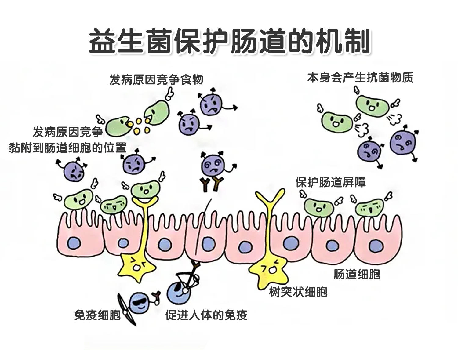 因为不起效果的益生菌都是这样的_肠道_菌种_领地