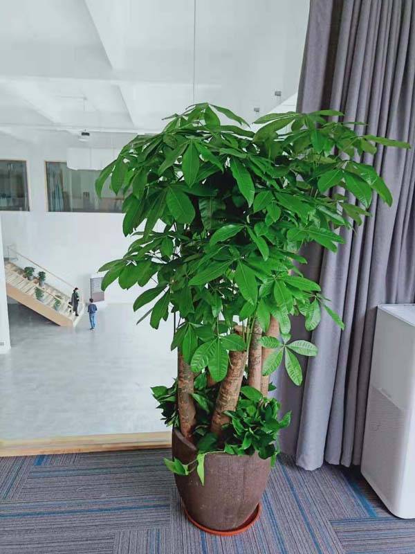 越秀贸易公司植物租赁，选择广州专业植物租赁公司的绿植租摆方案