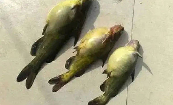 黄颡鱼出现腹水病怎么办 鱼体 池塘 刺激性