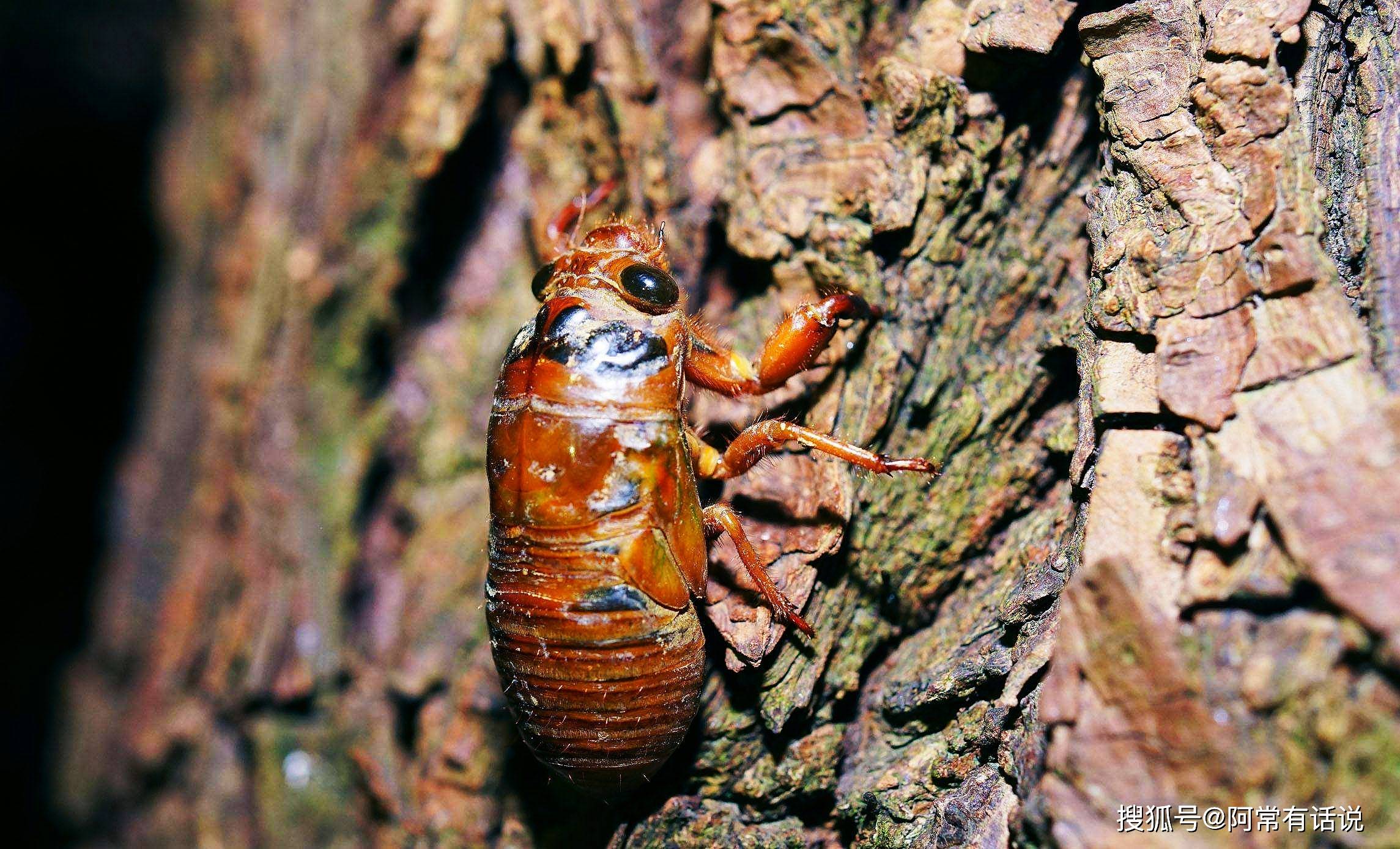 河南人最爱吃的知了猴,一到夏天就安排上了,一口一只真香!_身体_小时