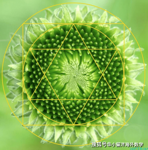 看看这些花朵中蕴藏的几何图案感受下大自然中的数学之美