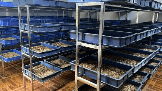 湖北楚盛鑫农生态农业科技有限公司蛋白虫的用处有哪些_养殖_食用