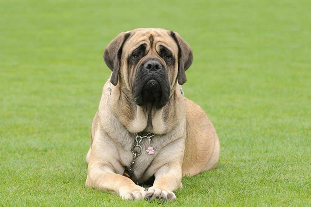 英国獒犬被认为是世界上最大的狗之一,体重可达100公斤