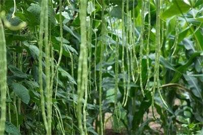 豇豆的营养价值很高，多种维生素、微量元素，能补充机体所需的大部分营