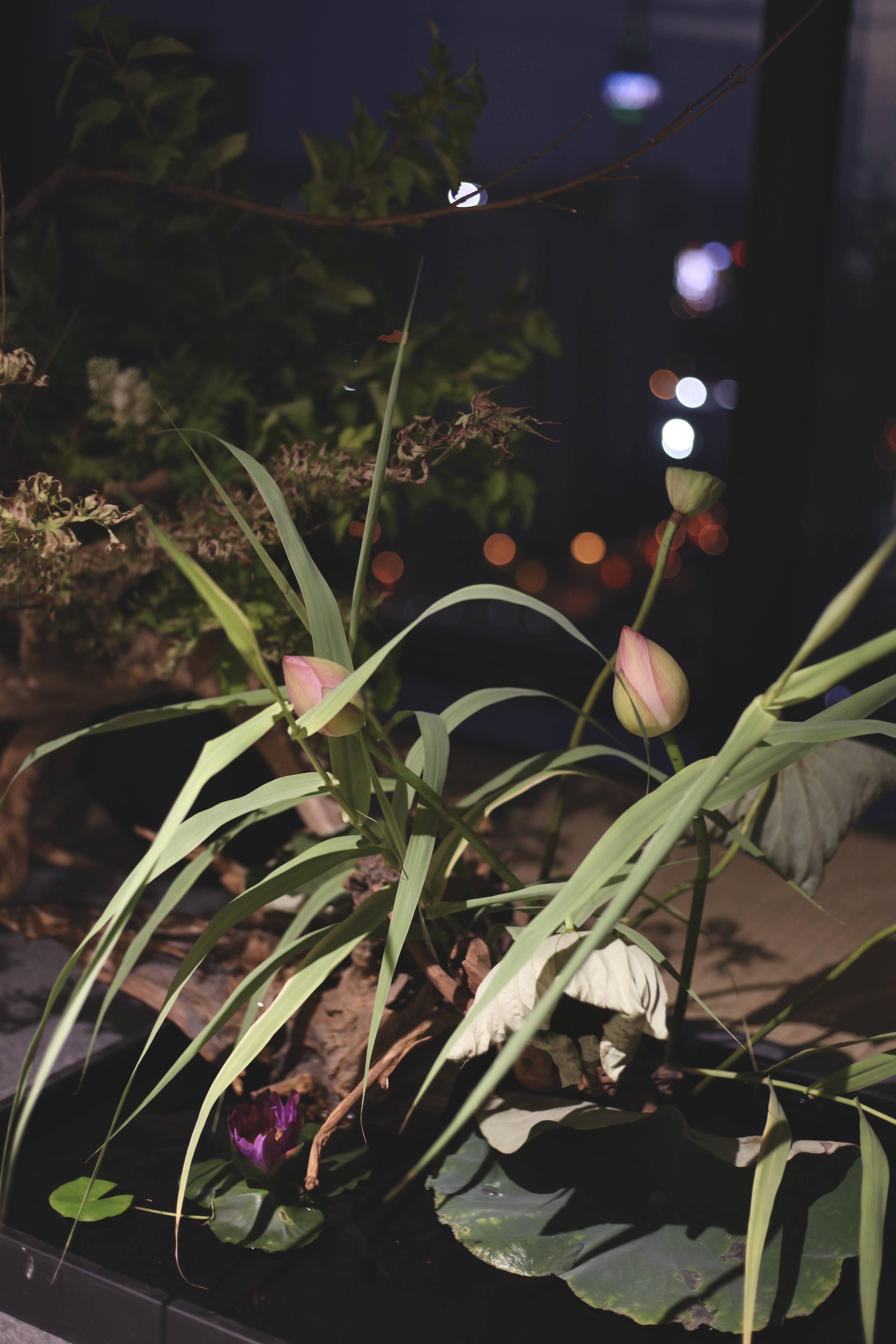 蘭印象支部夏日雅集·风动荷香|东方美学#茶会雅集花道布置