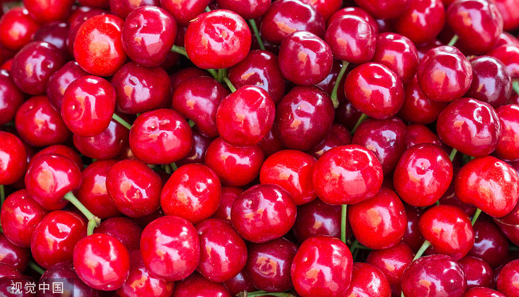 The Most Delicious Cherry in Dalian