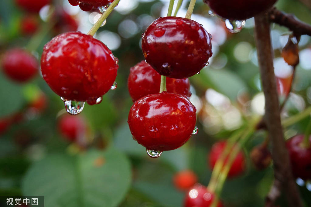 The Most Delicious Cherry in Dalian