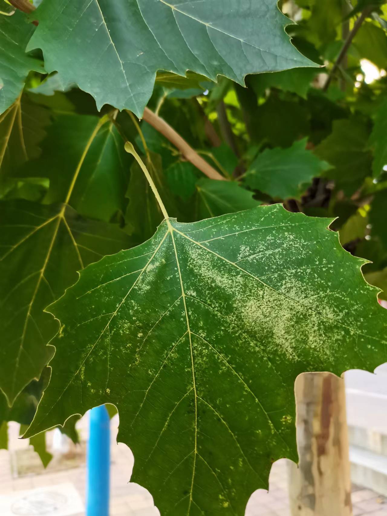 夏季草坪杂草防除技术