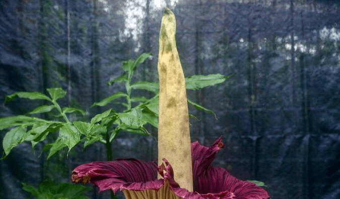 世界珍稀瀕危植物巨魔芋在國家植物園群體開花_栽培_易海菲_中新社