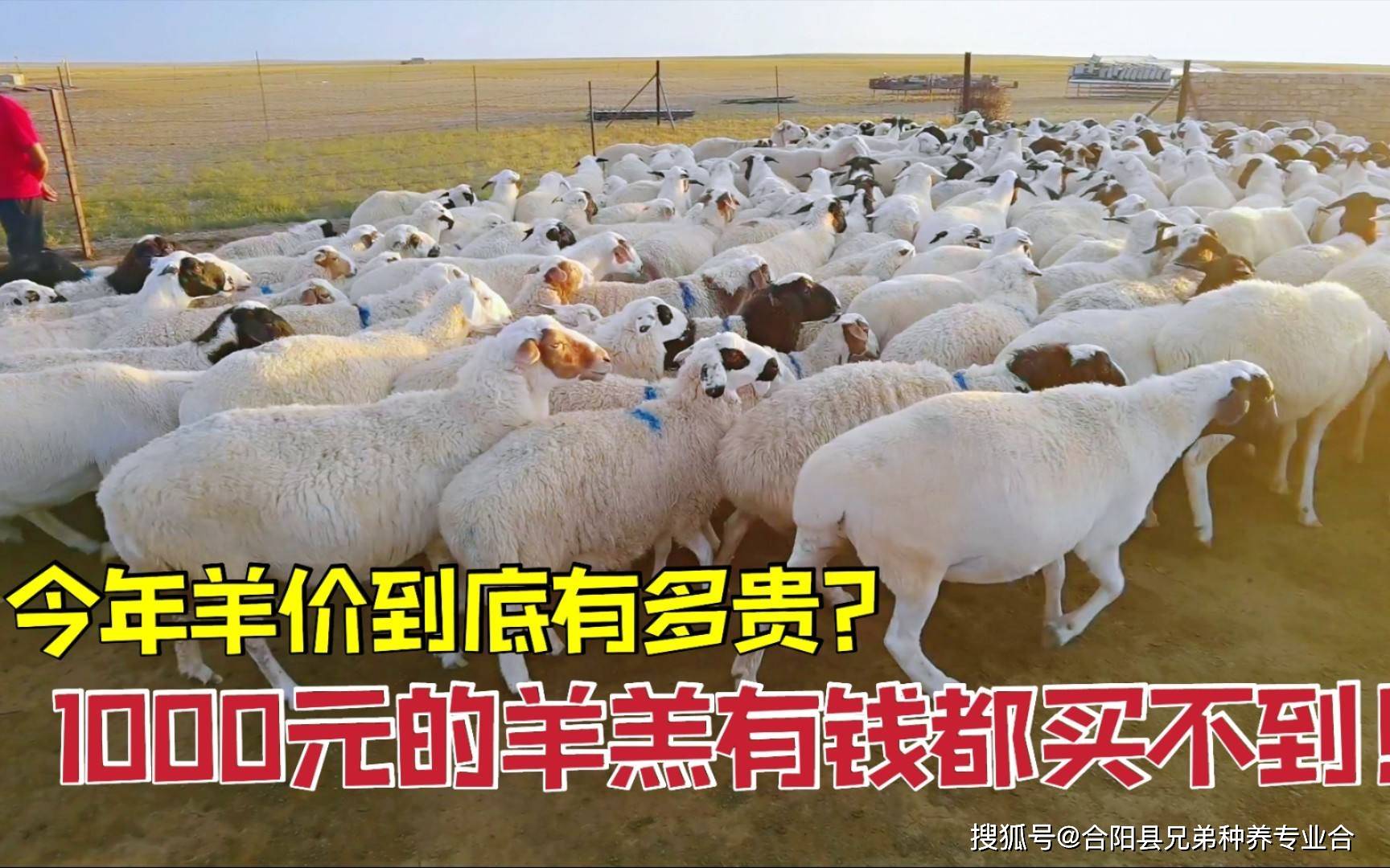 羊肉价格何以下跌 肉羊 山羊 全国