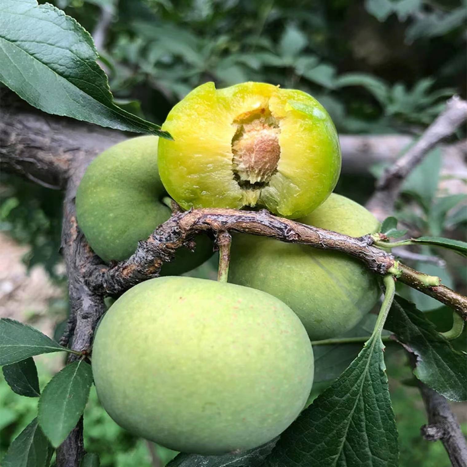 江西优农文化传媒有限公司,贵州青脆李,一个夏天难忘的酸甜滋味_李子