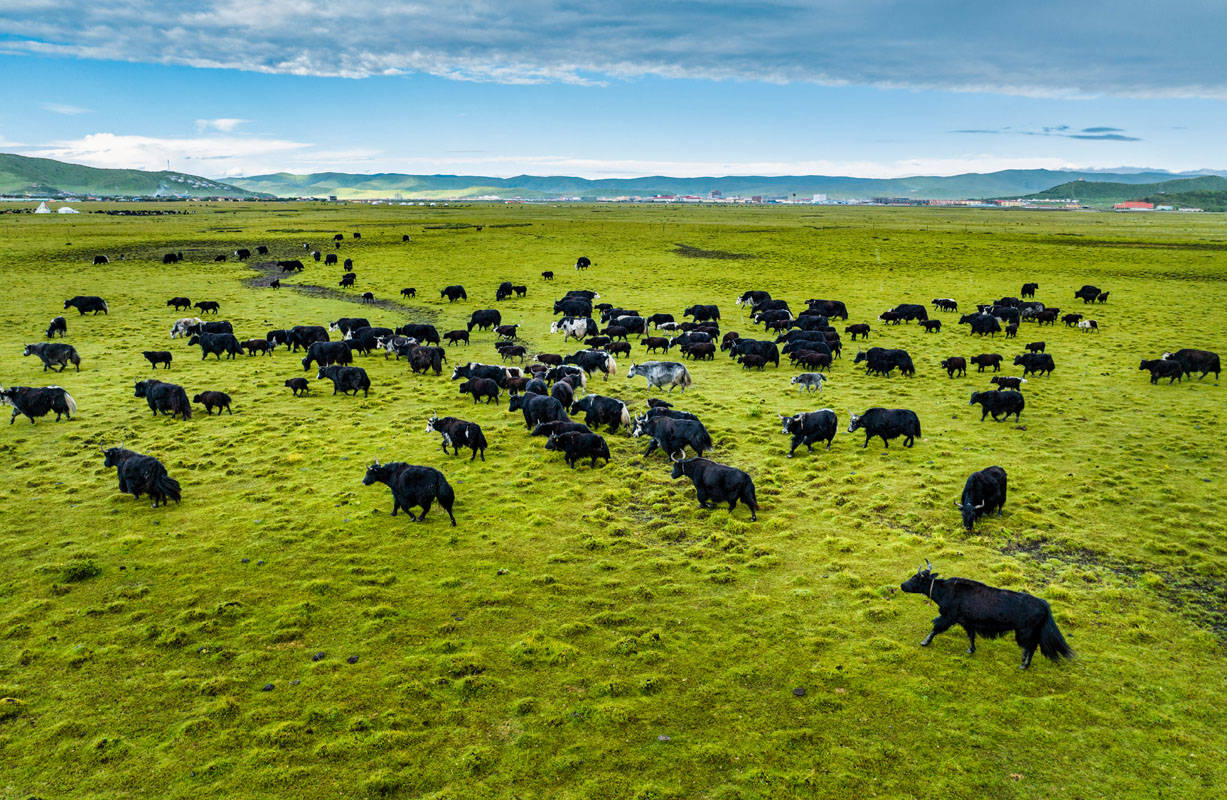 四川月亮湾:牦牛的温馨家园_红原县_刘国兴_陈先林