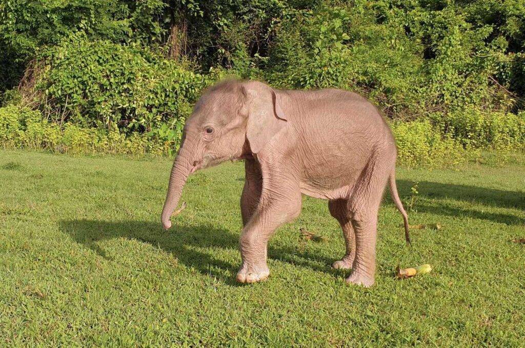 原创缅甸若开邦一头白象诞生