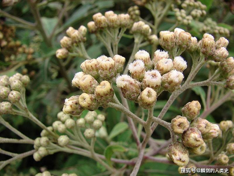 【植物界全系列】管状花亚科—旋覆花族(二):花花柴_雌花_花冠_顶端