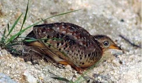 贵州深山"龙吟"真相竟是鸟在叫,那么黄脚三趾鹑到底是啥鸟?