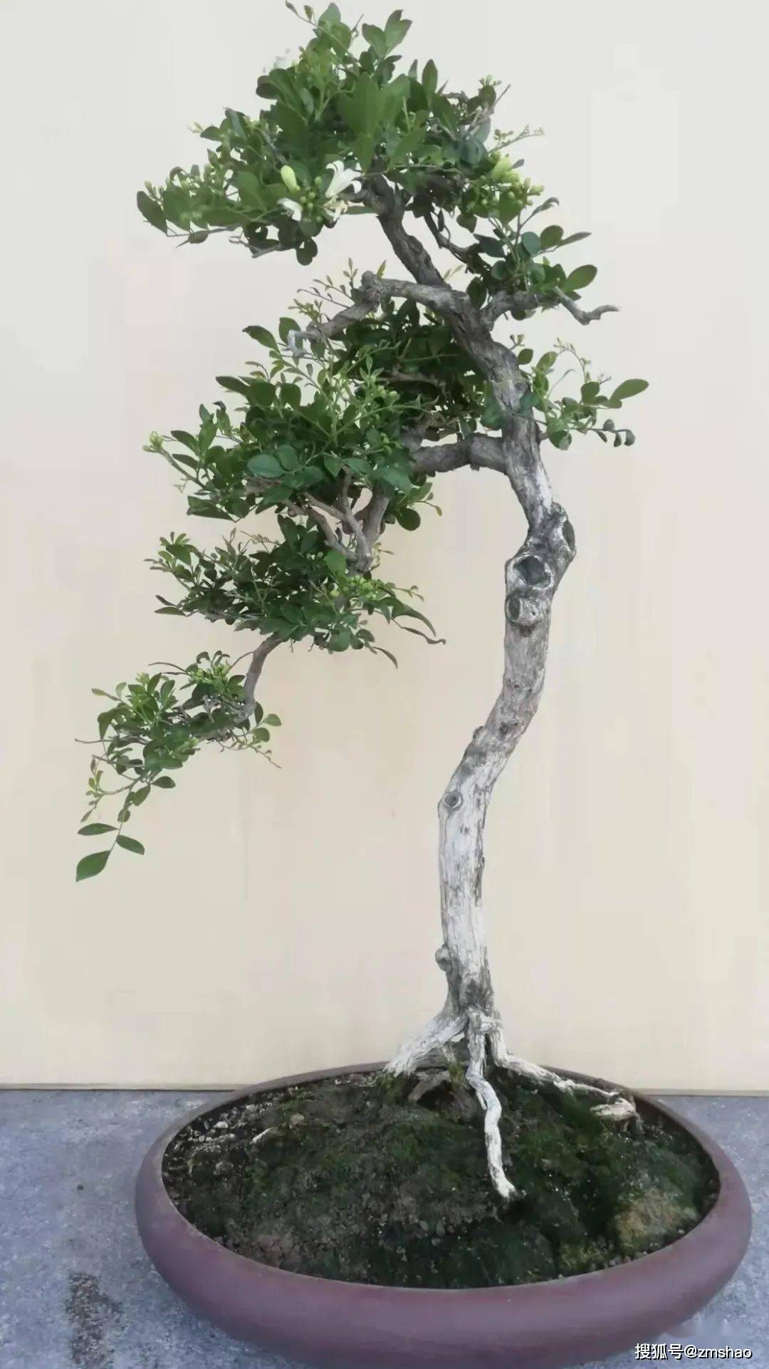 杂木盆景欣赏2-搜狐大视野-搜狐新闻