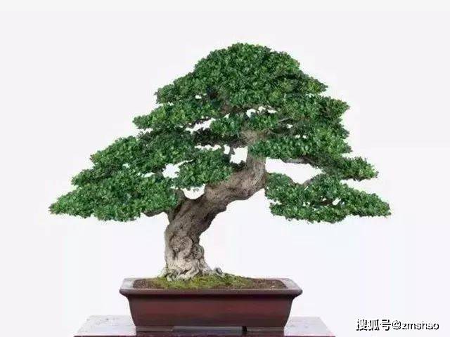 杂木盆景欣赏1-搜狐大视野-搜狐新闻