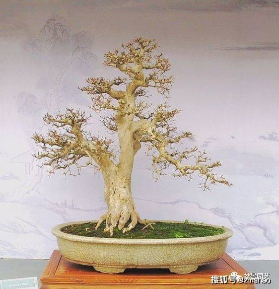 杂木盆景欣赏1-搜狐大视野-搜狐新闻